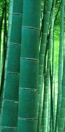 竹